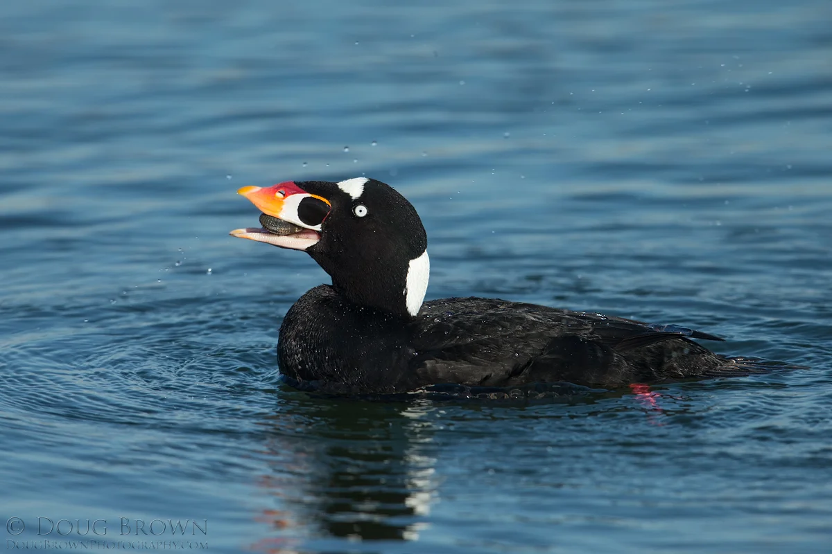 20150304-_A0R1553-Surf-Scoter-4x6.jpg