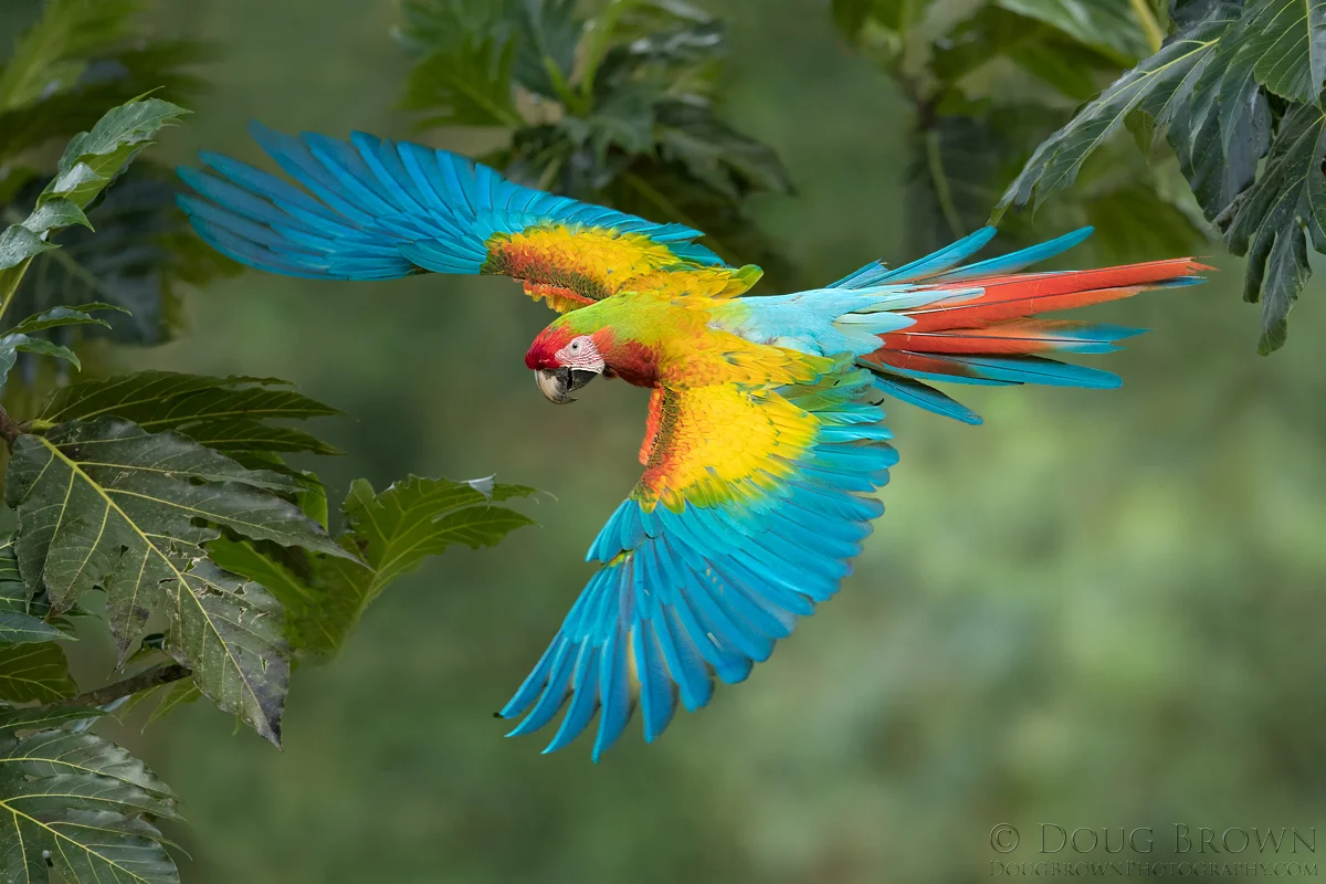 20170201-_85I8130-Hybrid-Macaw-4x6.jpg