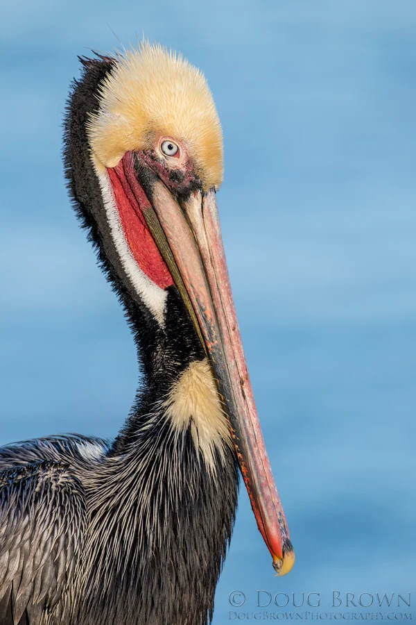 20180111-_85D7970-Brown-Pelican-4x6.jpg