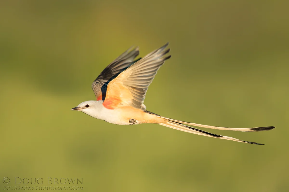 20171024-_85I3142-Scissor-tailed-Flycatcher-4x6.jpg