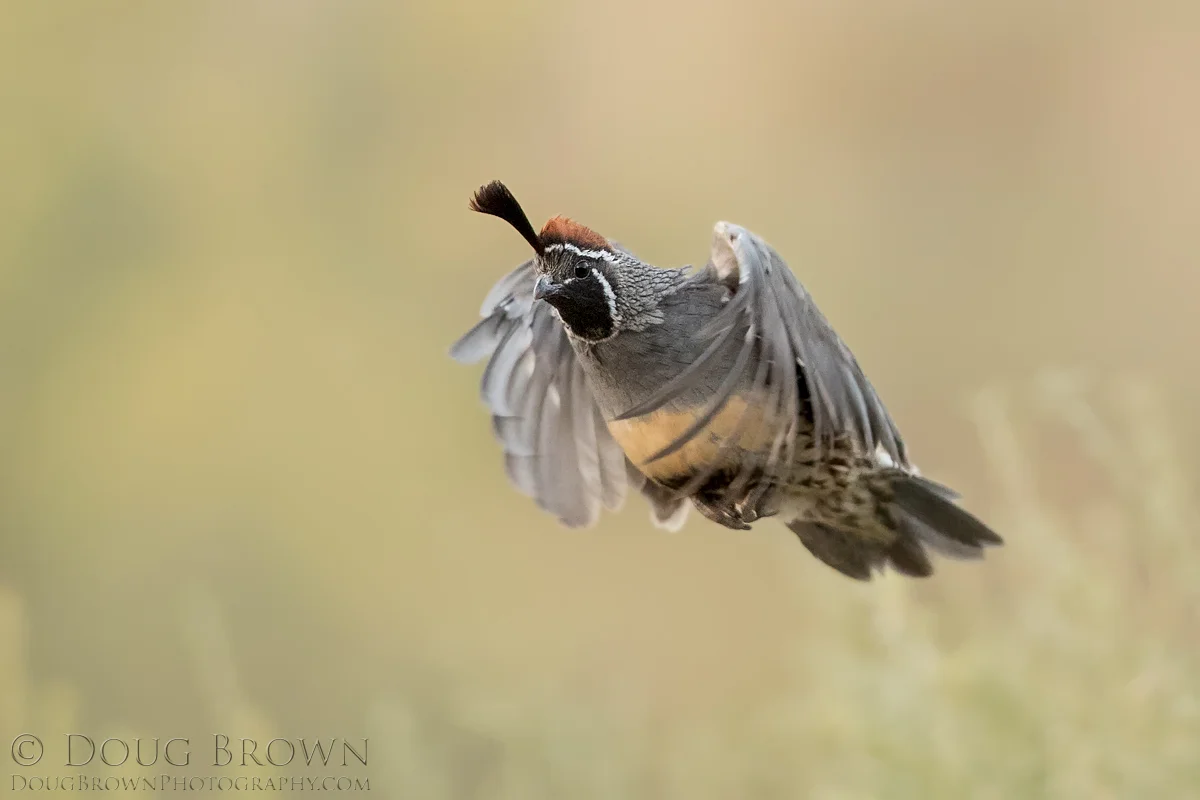 20170916-_85I0759-Gambel's-Quail-4x6.jpg