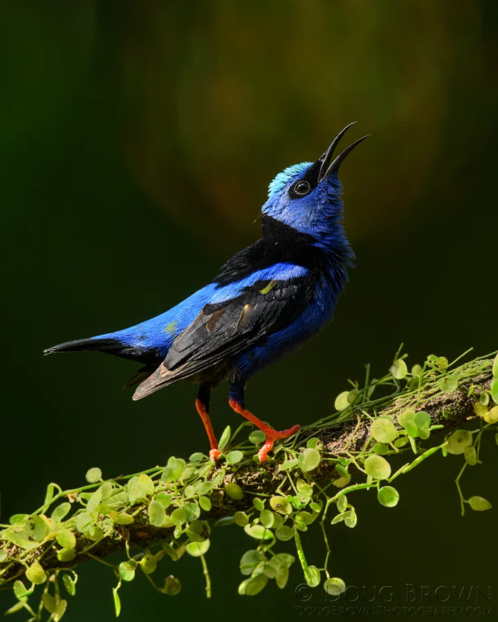 20180207-_85D2281-Red-legged-Honeycreeper-8x10.jpg