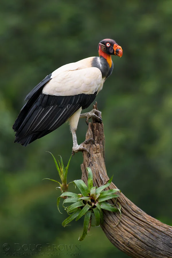 20180206-_D5D8408-King-Vulture-4x6.jpg