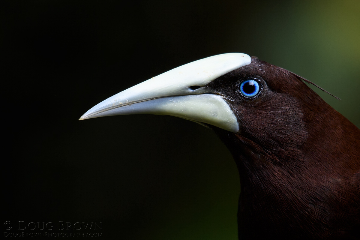 20180204-_D5D7508-Chestnut-headed-Oropendola-4x6.jpg