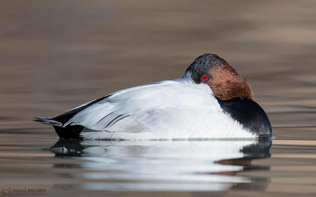 20171229-_85D4913-Canvasback-16x10.jpg