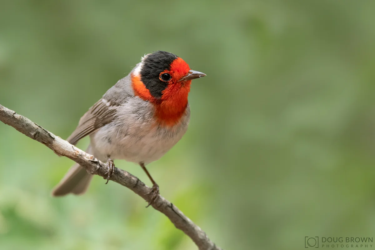 20180617-_85D1701-Red-faced-Warbler-4x6.jpg