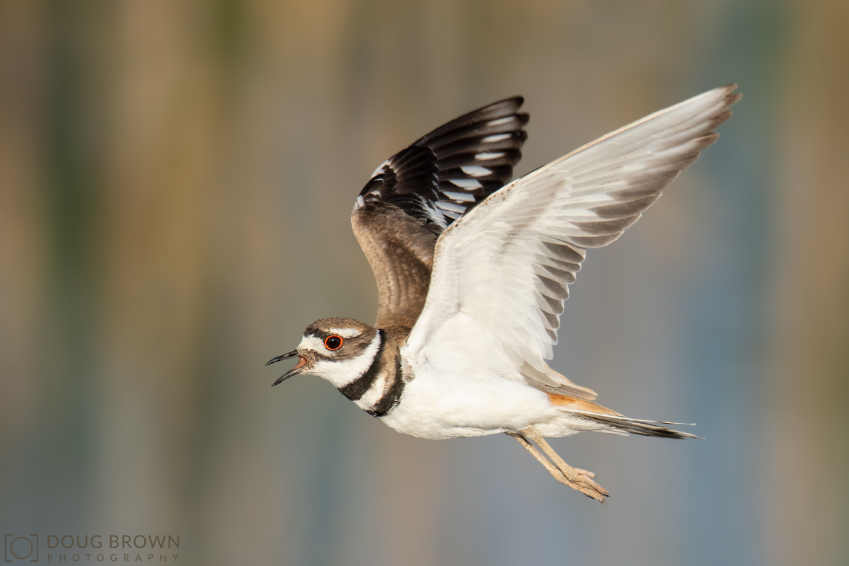20180524-_85D0741-Killdeer-4x6.jpg