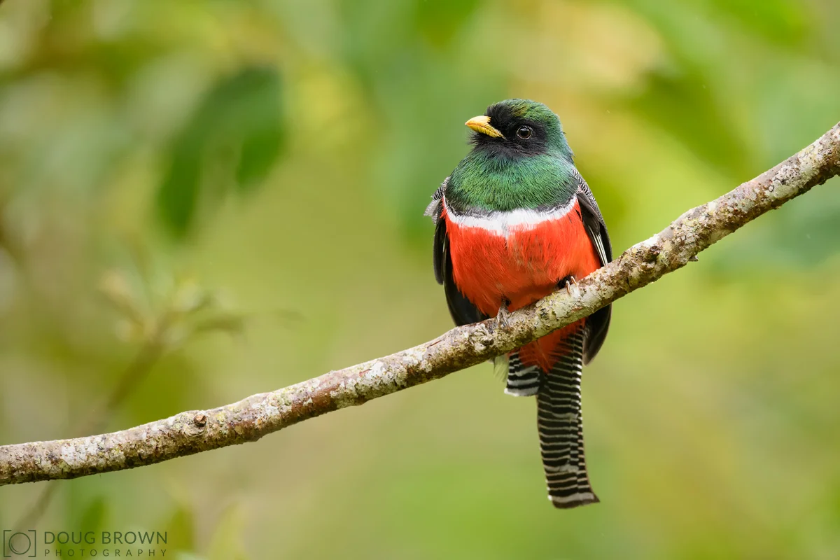 20180210-_85D3156-Collared-Trogon-4x6.jpg