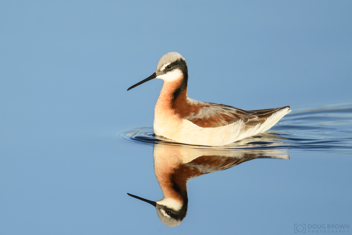 20190428-_85D3968-Wilson's-Phalarope-4x6.jpg