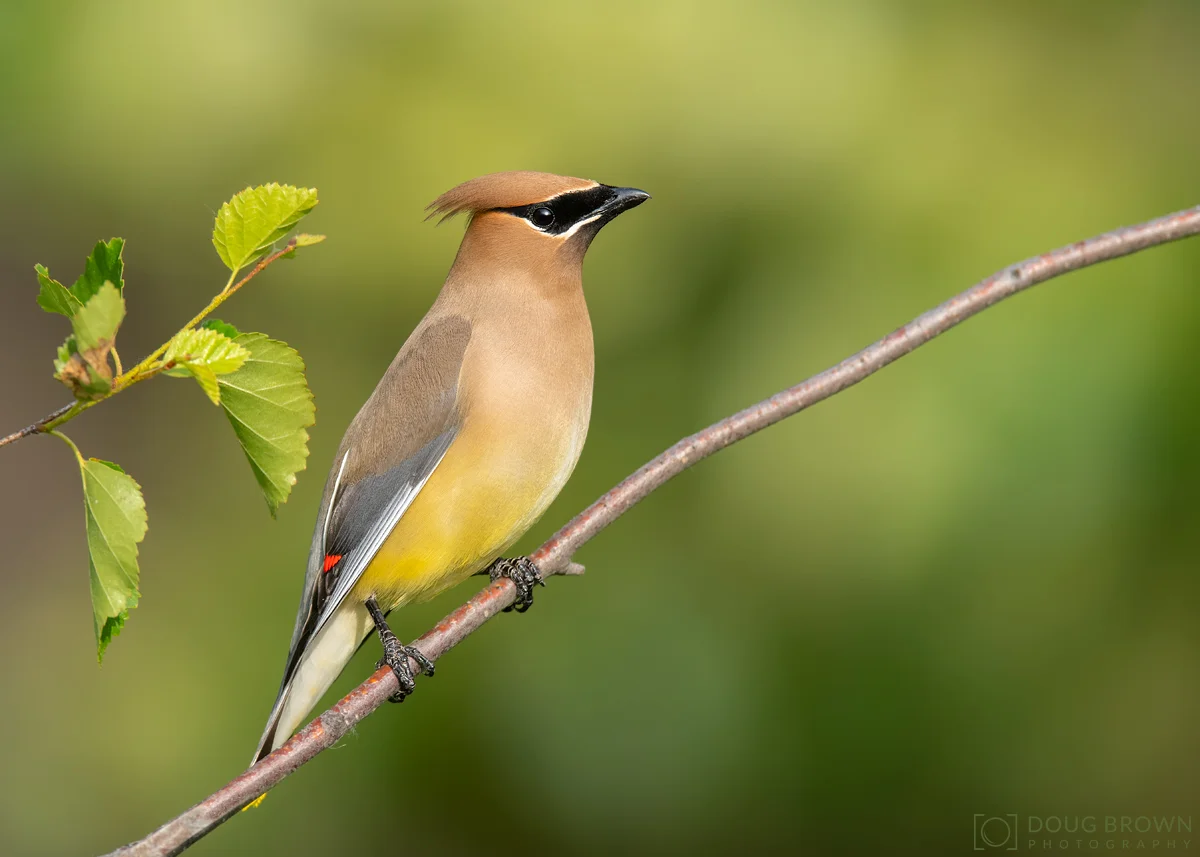 20180607-_85D5236-Cedar-Waxwing-5x7.jpg