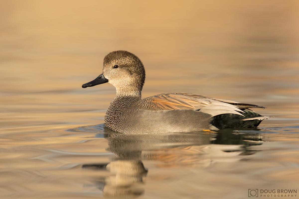 20161212-_Z2A0160-Gadwall-4x6.jpg