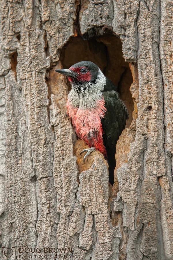 20180610-_85D9395-Lewis's-Woodpecker-4x6.jpg