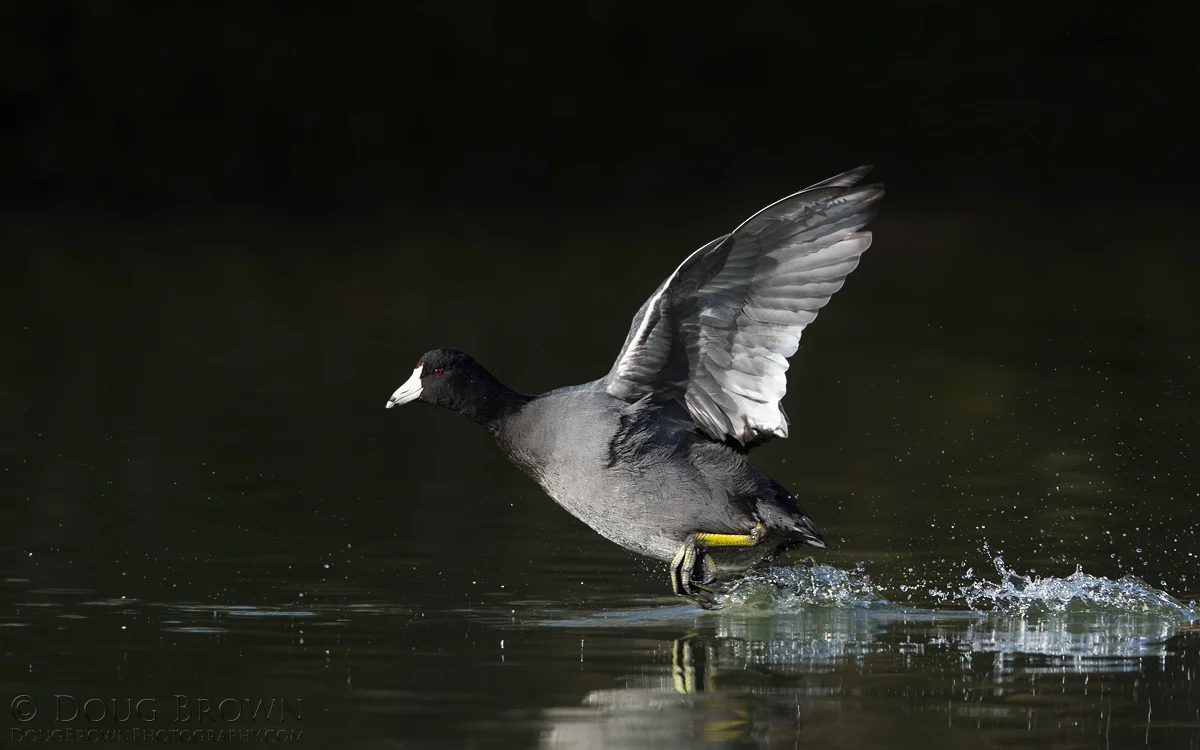 20171030-_Z2A2997-American-Coot-16x10.jpg