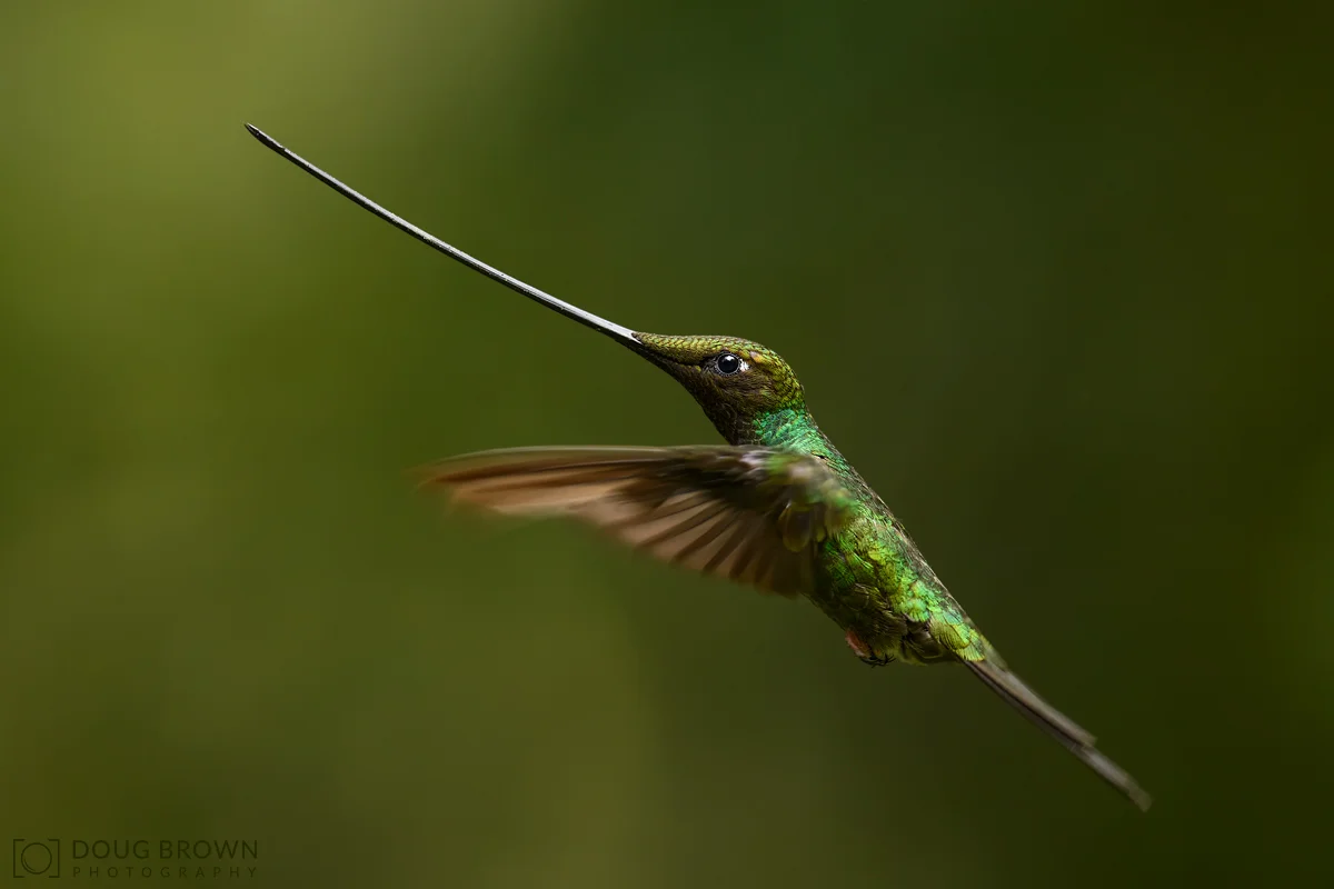 20190224-_85D0962-Sword-billed-Hummingbird-4x6.jpg