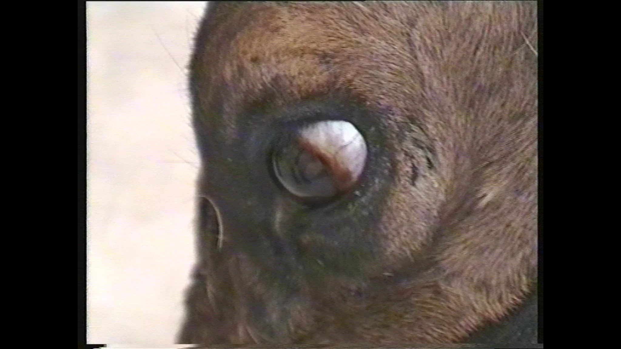 oeil-renne.jpg