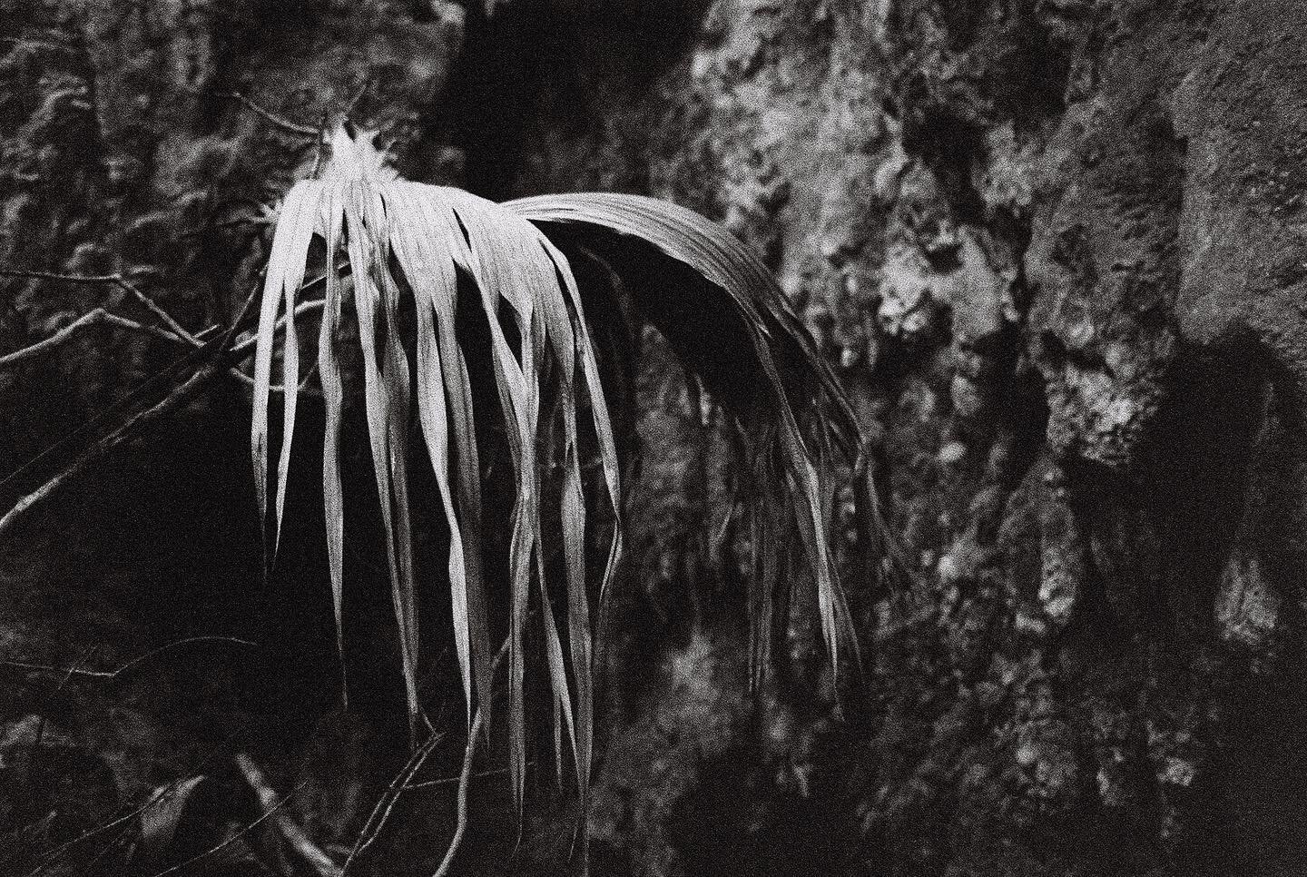 Trying hard to not reach for the low hanging fruit of a &ldquo;Tristes Tropiques&rdquo; caption&hellip;here is some Bermuda vegetation through a moody lens.