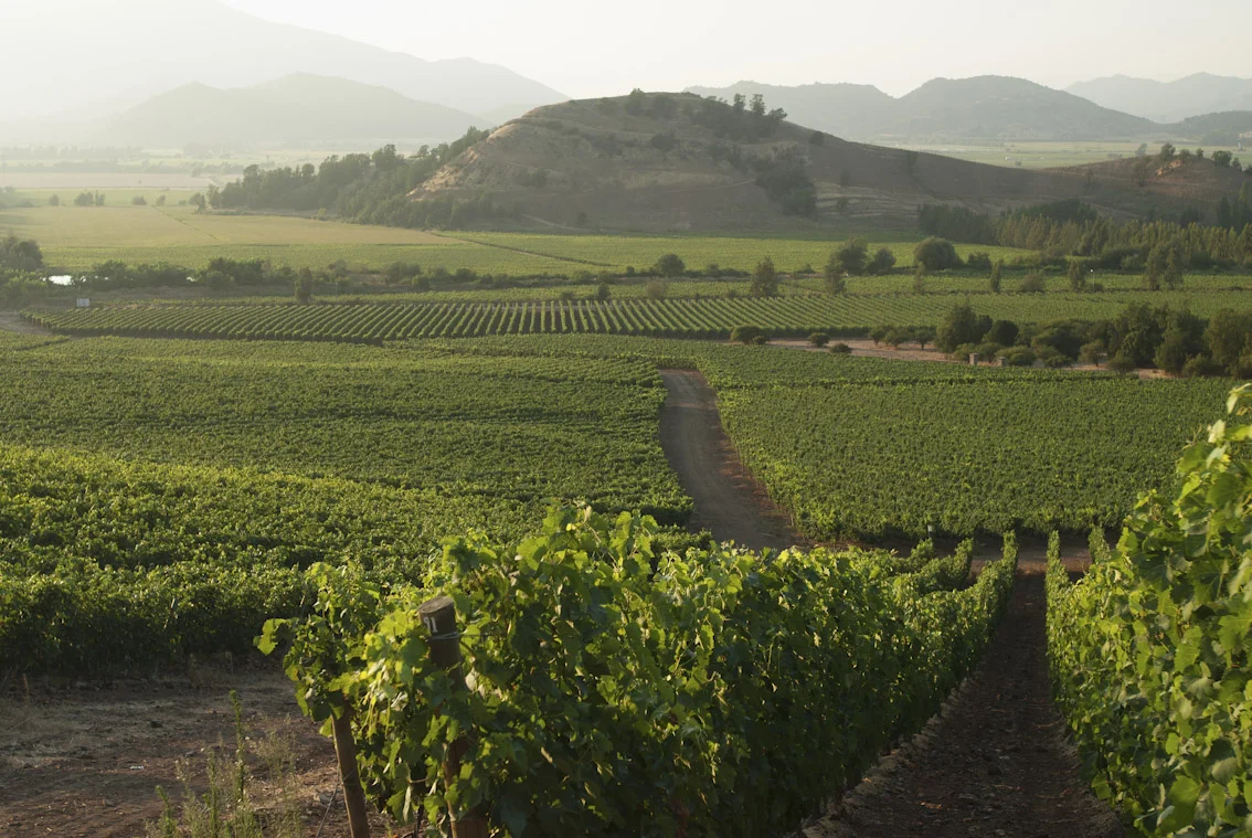 Cochagua- Tacora Cabernet and Carmenere