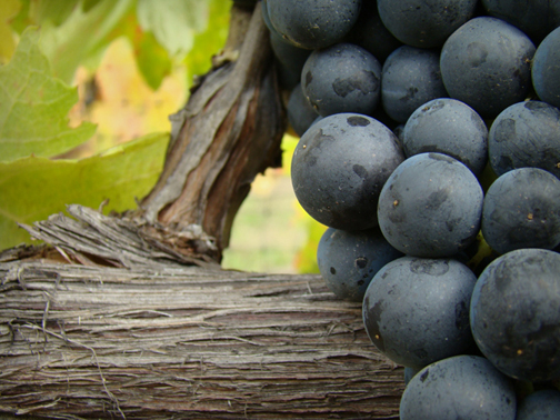 Pinot at Dominio IV by Patrick Reuter