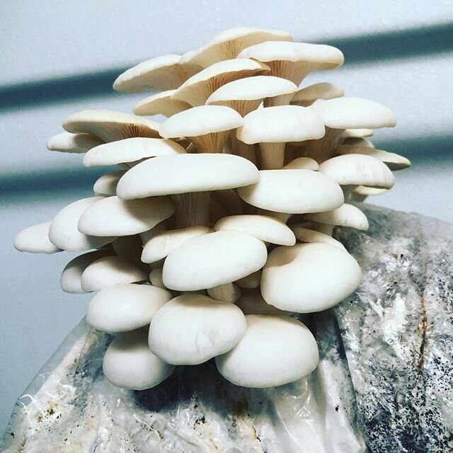 First mushroom cluster of the season!  We like to spend our winters trialing out new strains, building shit, fixing everything that broke and ideally enjoying some leisure time!  But one thing is for sure, we miss seeing these gems every day #snowoys