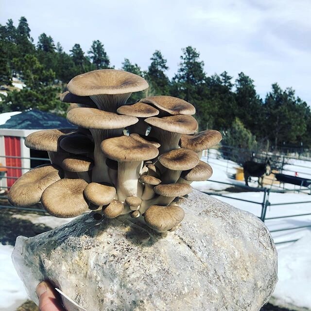 The hits just keep on coming!  Check out these beautiful Shimofuri oysters (as well as Matilda our donkey) on this fine spring day!  #mountainliving #badass #mushrooms #donkeys #thesnowisstilldeep #colorado #local #produce #shimofurihiratake #mushroo