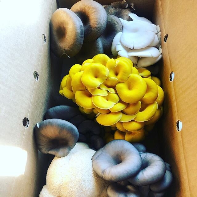 This box is for you @raleighstreetbaker Thanks as always for keeping our gluten intake through the roof!  #denver #friends #bread #mushrooms #trade #sourdough #industryperks #5280eats #cottagefood #fresh