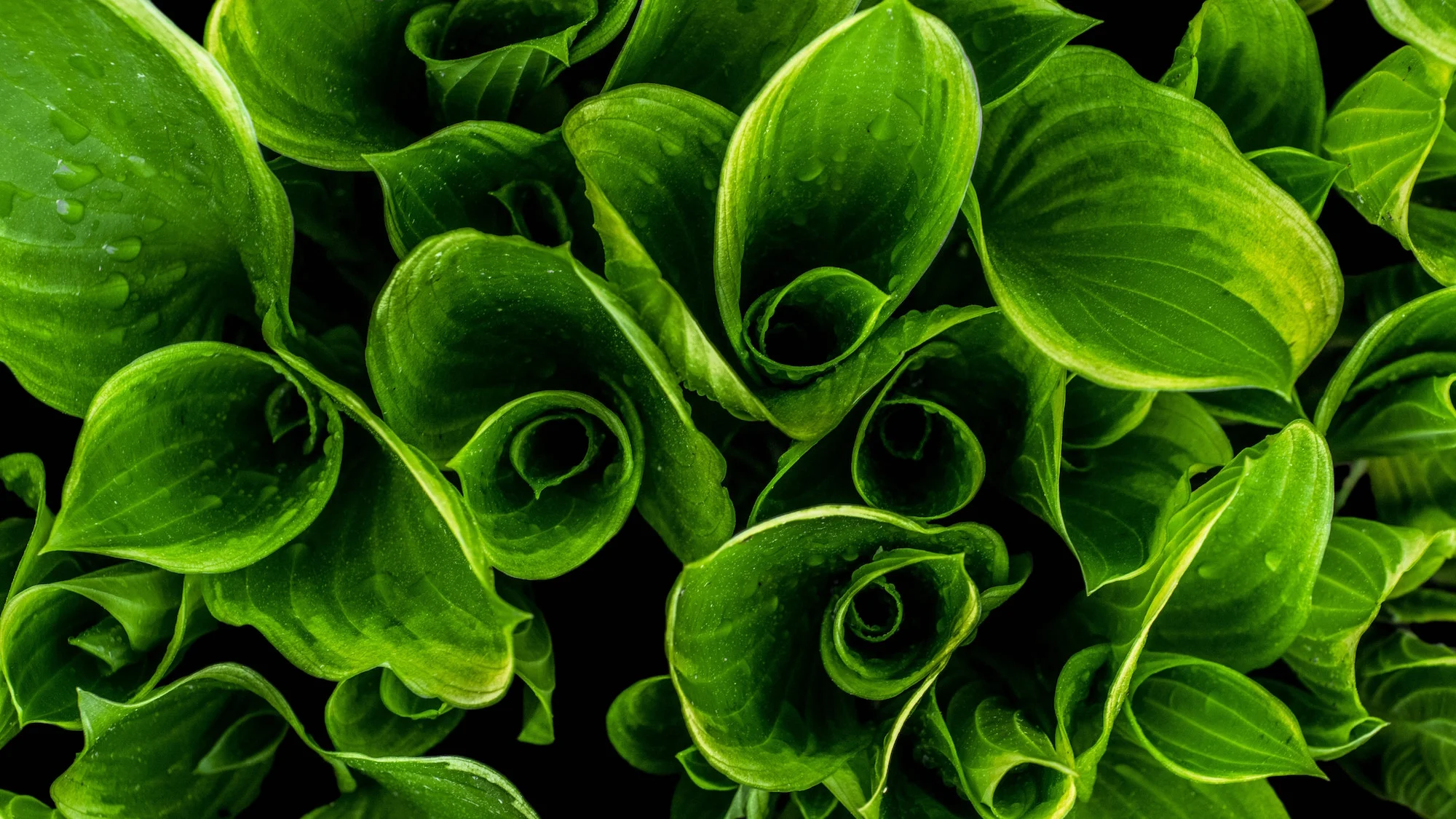 tops of green leaves.jpg