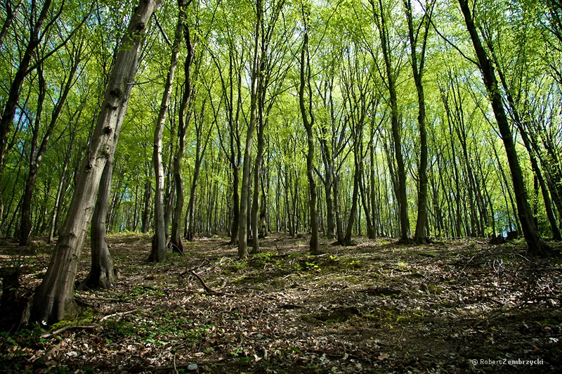 summer_forrest_by_willowhisperer-d30bgb2.jpg