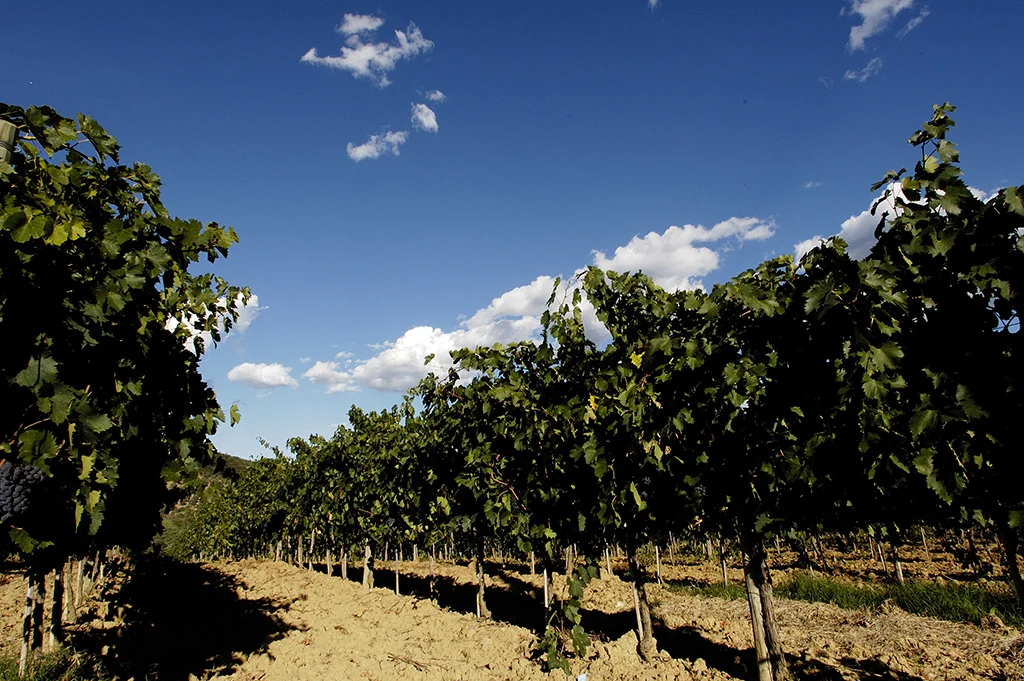 VINEYARD_3.jpg