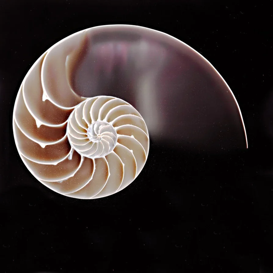 new_fibonacci_spiral_by_red_camera-d413hi6.jpg