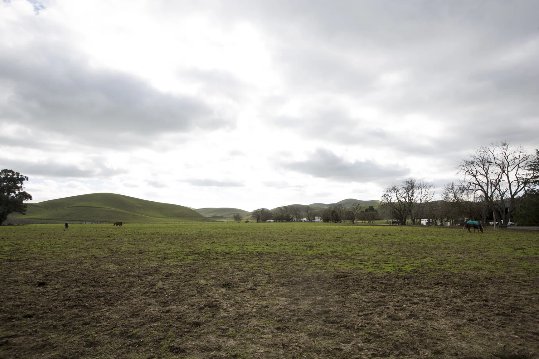 pasture-2432.jpg