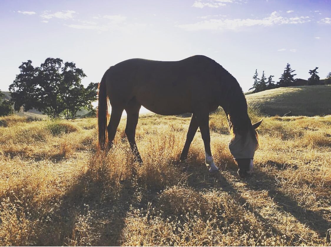 Good morning 🔆
#bayareahorseboarding #eastbayhorsecommunity #bayarearanch