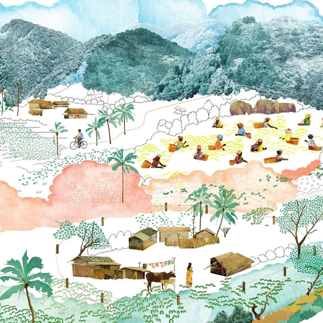 Assam, India.
Mountains, tea gardens, and elephants... A landscape illustration I created for World Wildlife Fund Magazine Fall issue.
@wwf 💚💙
The article was about helping people and animals coexist
-----
#NatskoSeki #illustration #WWF #WorldWildl