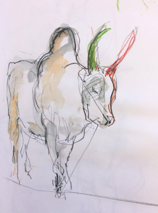Indian Ox 1
