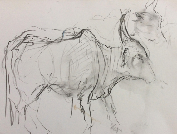 Indian Ox 2