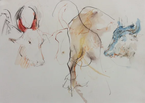 Indian cattle