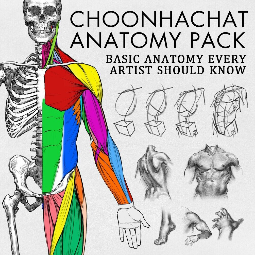 Anatomy Pack Basic Anatomy Every Artist Should Know — Dylan Choonhachat