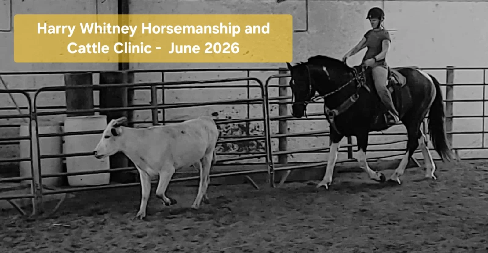 Basic Horsemanship & Cattle Working Clinic