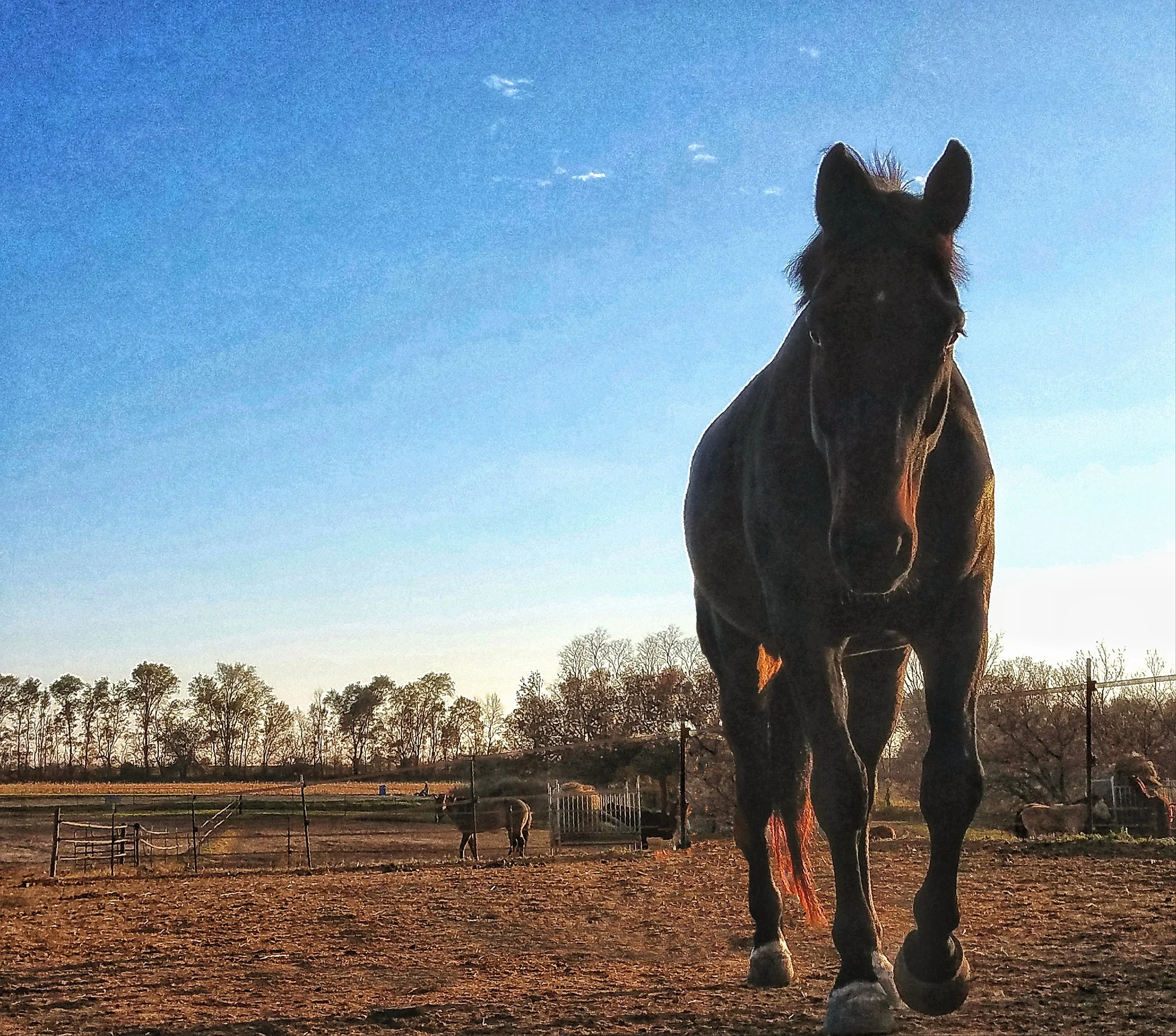 Iowa horse boarding — Des Moines Horse Boarding