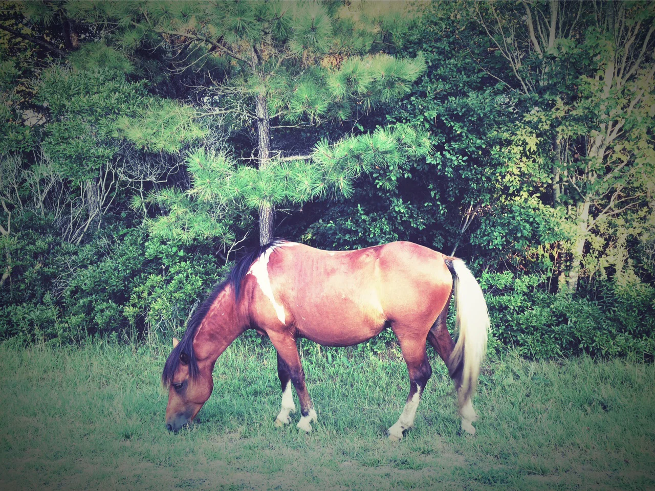 Scout Adventure #15 // Wild, Wild Horses on Assateague Island