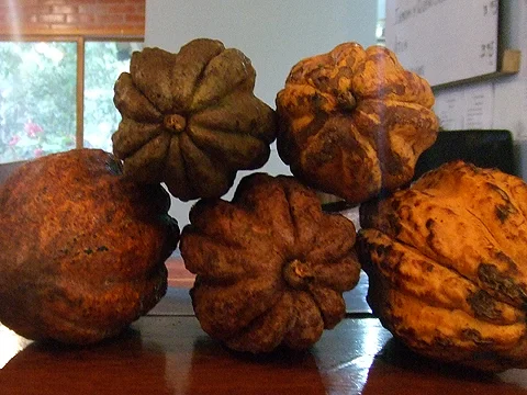Mindo Chocolate Tour - The BE
