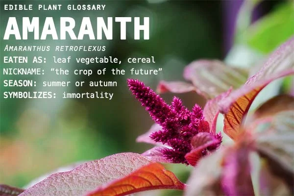 Edible Plants A To Z Amaranth The Scout Project
