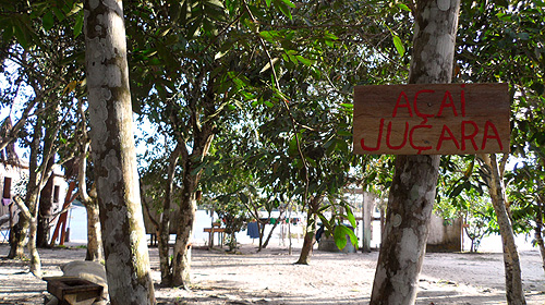 kambeba-tribe-brazil-acai