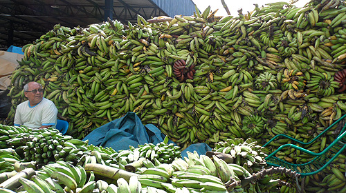 manaus-brazil-market-banana-pile