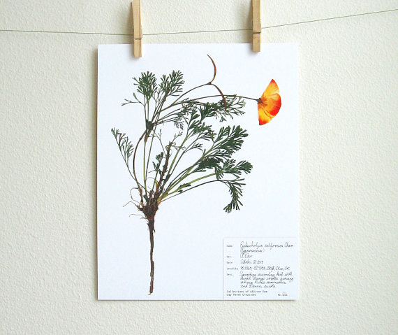 pressed plant print
