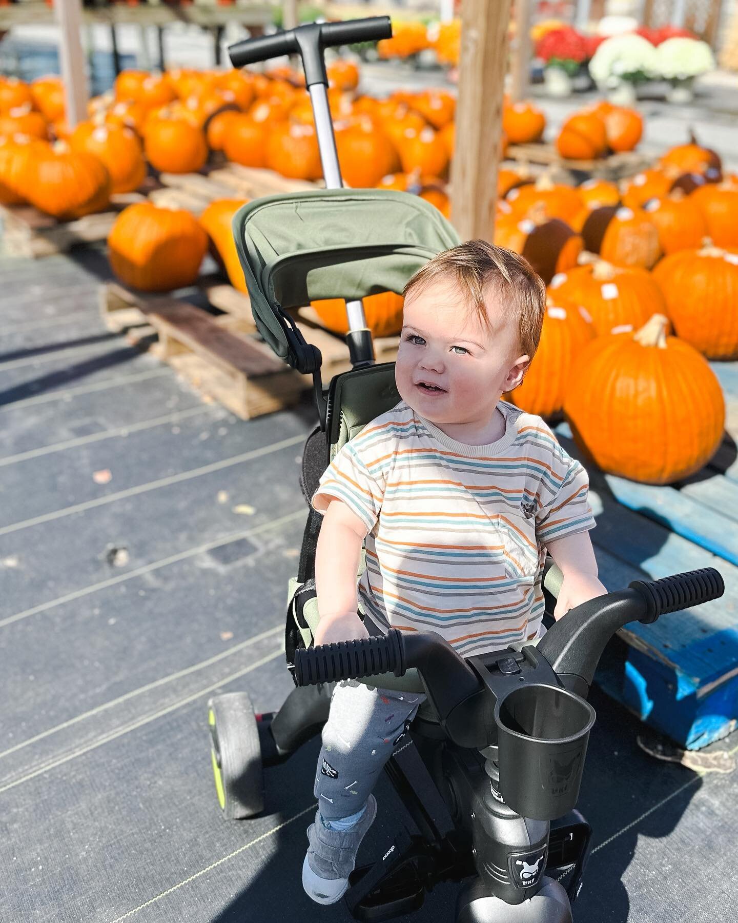 Hobbled to the pumpkin patch because I refuse to miss seasonal activities 🎃🧡