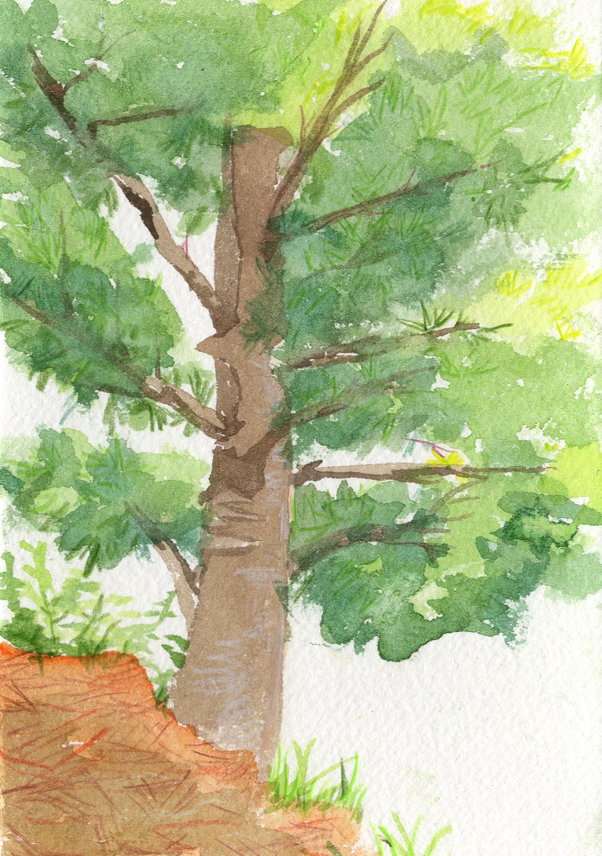 bracebridgetree.jpg