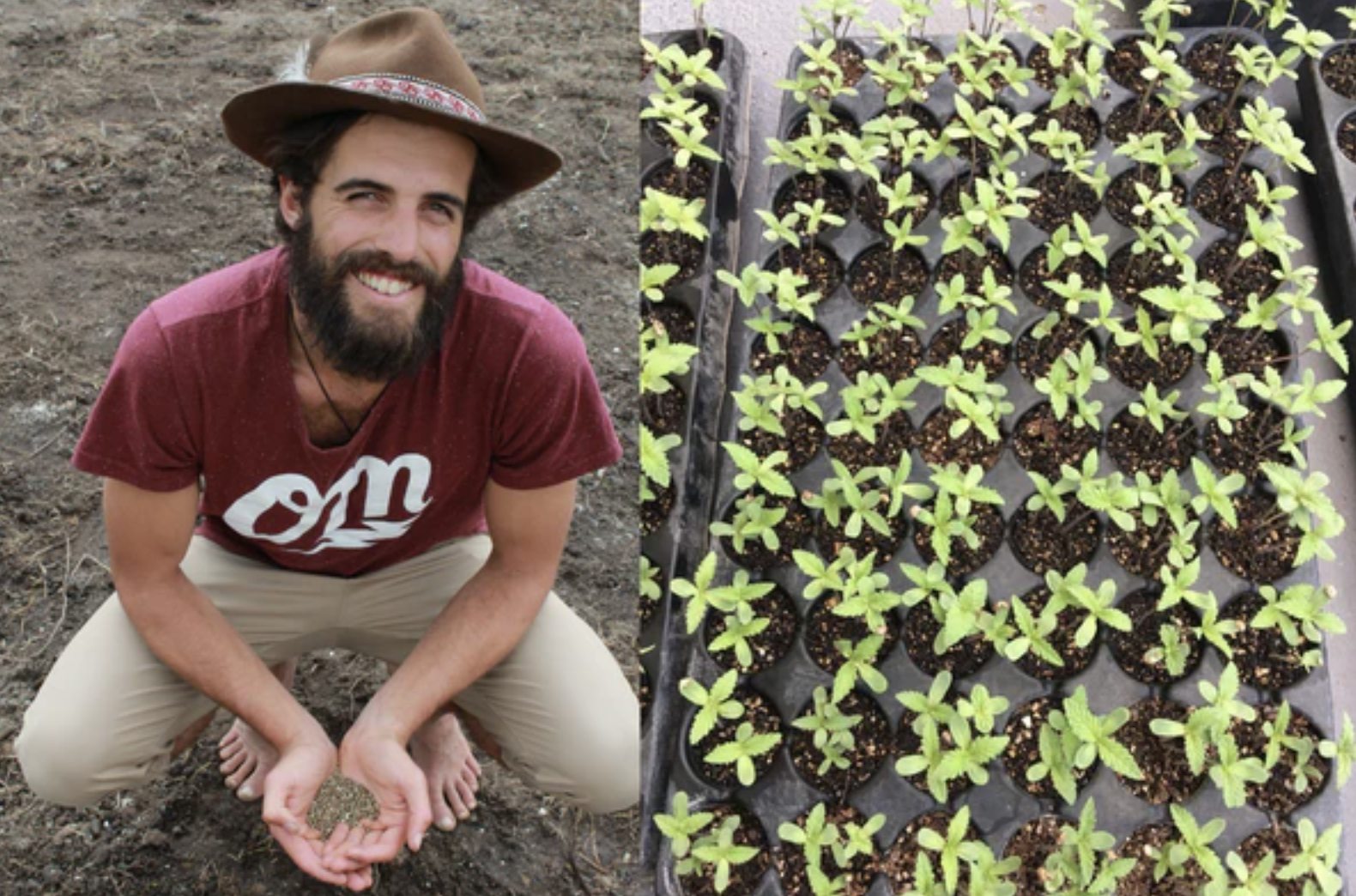 Organic Mechanic Plants Hemp Farm - Rotorua