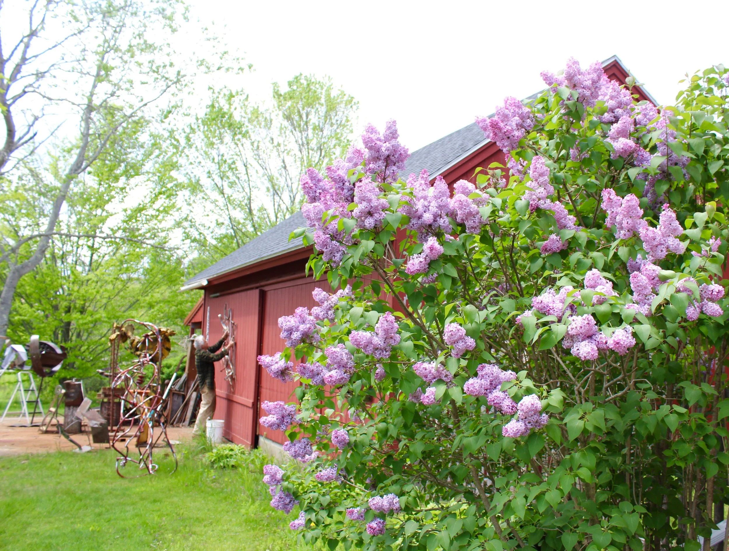 lilac.jpg