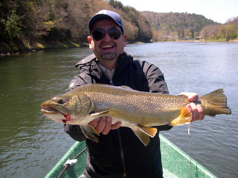 Hybrid Tiger Trout caught on the Delaware River with Sweetwater Guide Service