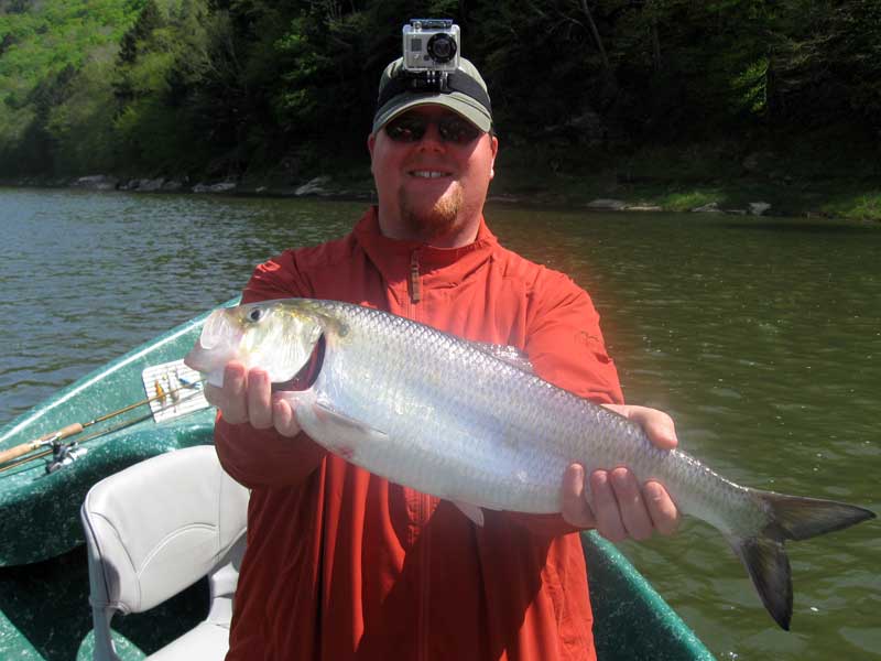 Shad Fishing Delaware River Big Shad